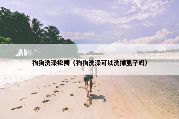 狗狗洗澡松狮（狗狗洗澡可以洗掉虱子吗）