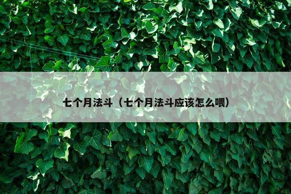 七个月法斗（七个月法斗应该怎么喂）
