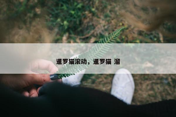 暹罗猫滚动，暹罗猫 溜