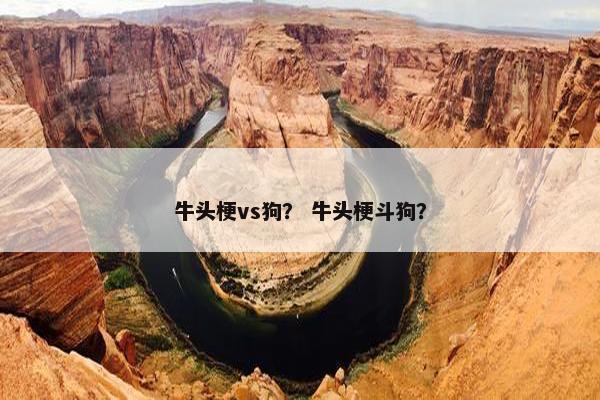 牛头梗vs狗？ 牛头梗斗狗？