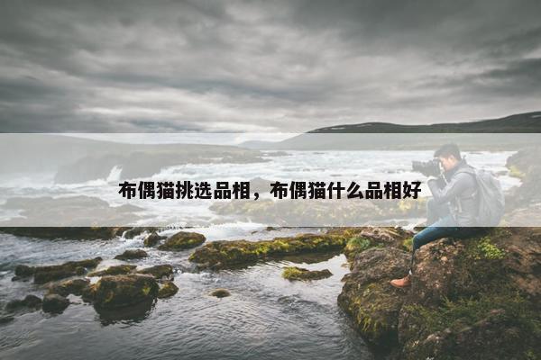 布偶猫挑选品相，布偶猫什么品相好