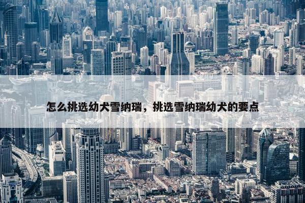 怎么挑选幼犬雪纳瑞，挑选雪纳瑞幼犬的要点