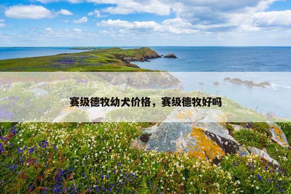 赛级德牧幼犬价格，赛级德牧好吗