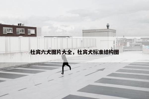 杜宾六犬图片大全，杜宾犬标准结构图