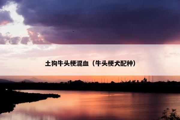 土狗牛头梗混血（牛头梗犬配种）