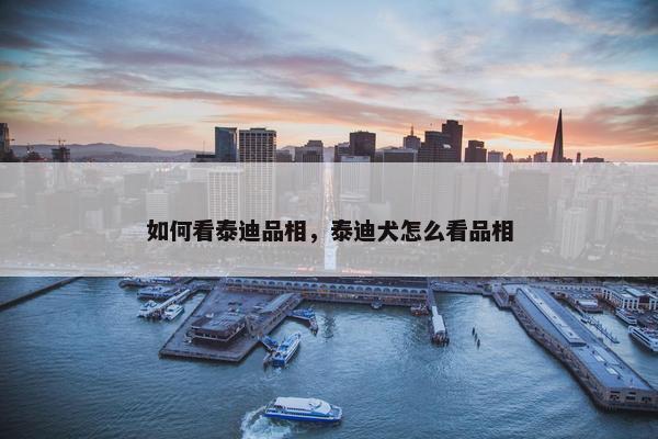 如何看泰迪品相，泰迪犬怎么看品相