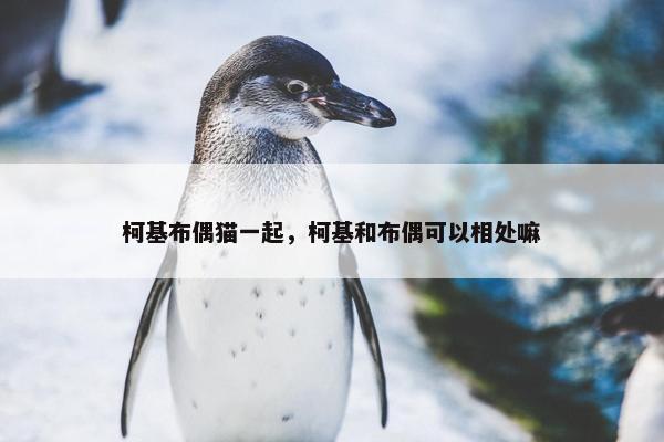柯基布偶猫一起，柯基和布偶可以相处嘛