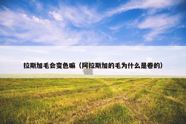 拉斯加毛会变色嘛（阿拉斯加的毛为什么是卷的）