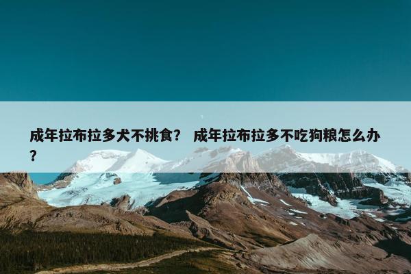 成年拉布拉多犬不挑食？ 成年拉布拉多不吃狗粮怎么办？