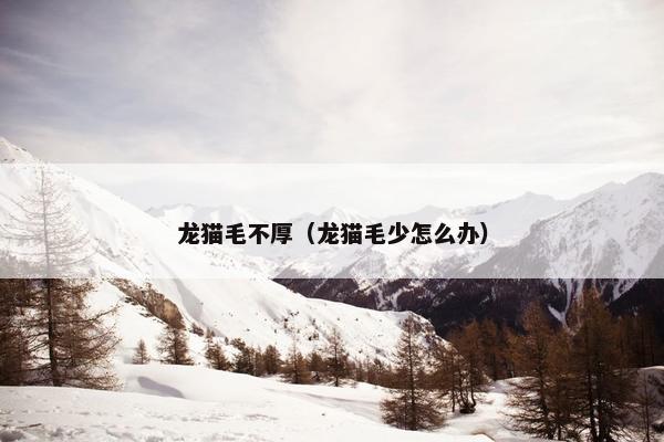 龙猫毛不厚（龙猫毛少怎么办）