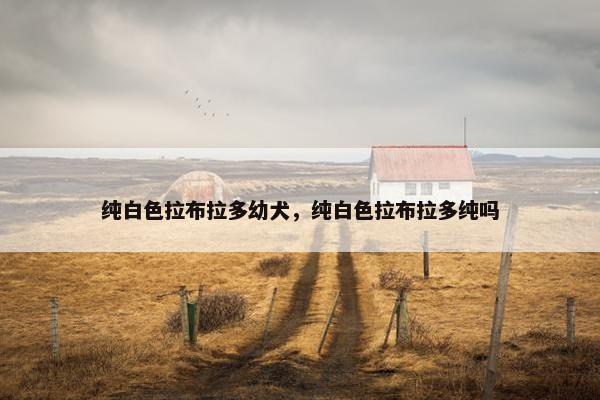 纯白色拉布拉多幼犬，纯白色拉布拉多纯吗
