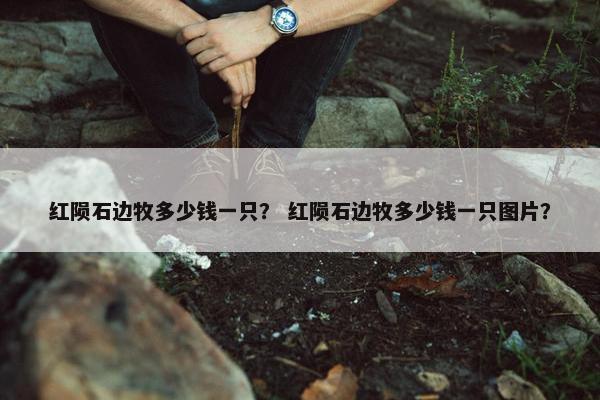 红陨石边牧多少钱一只？ 红陨石边牧多少钱一只图片？