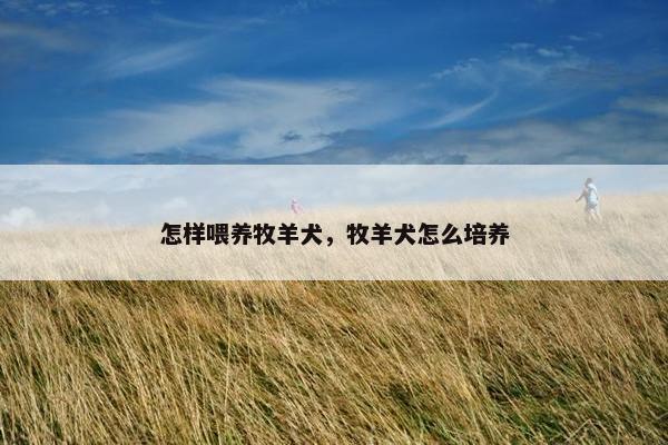 怎样喂养牧羊犬，牧羊犬怎么培养