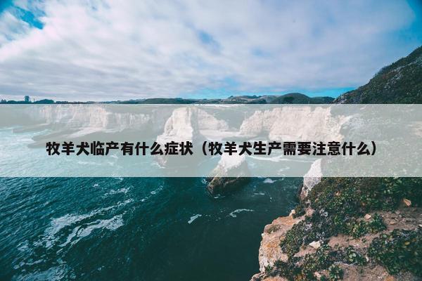 牧羊犬临产有什么症状（牧羊犬生产需要注意什么）