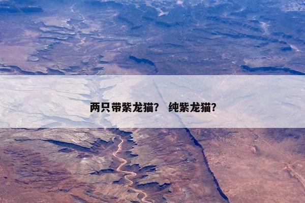 两只带紫龙猫？ 纯紫龙猫？