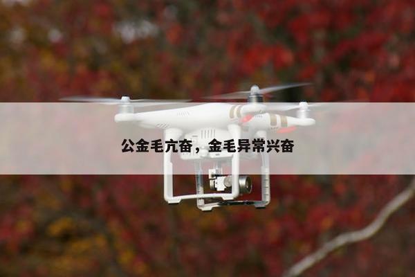 公金毛亢奋，金毛异常兴奋