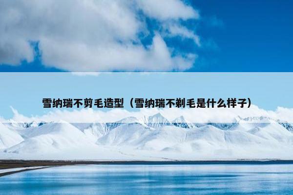 雪纳瑞不剪毛造型（雪纳瑞不剃毛是什么样子）