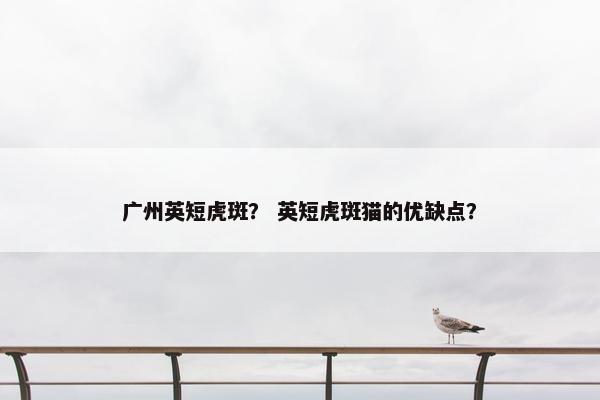 广州英短虎斑？ 英短虎斑猫的优缺点？