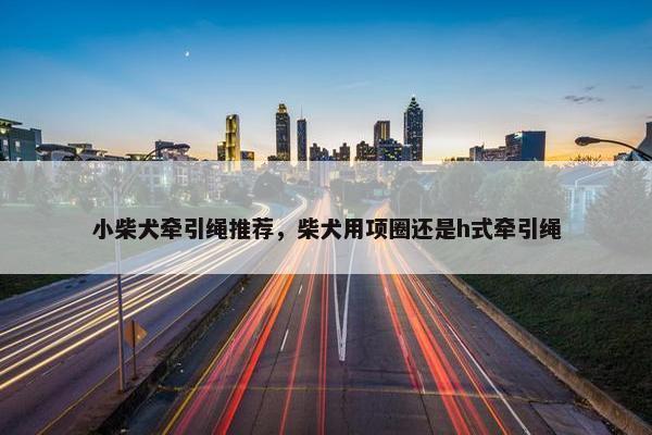 小柴犬牵引绳推荐，柴犬用项圈还是h式牵引绳