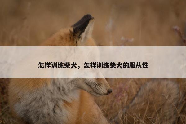 怎样训练柴犬，怎样训练柴犬的服从性