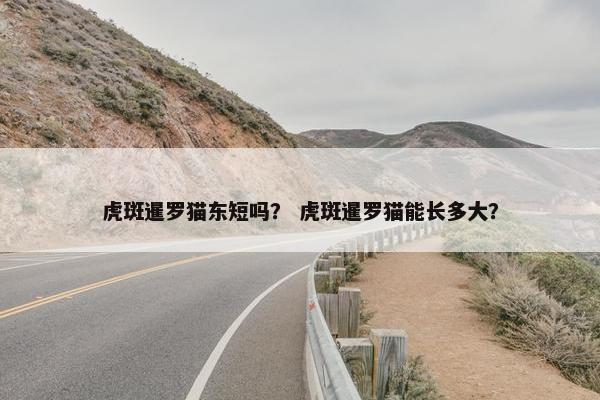 虎斑暹罗猫东短吗？ 虎斑暹罗猫能长多大？