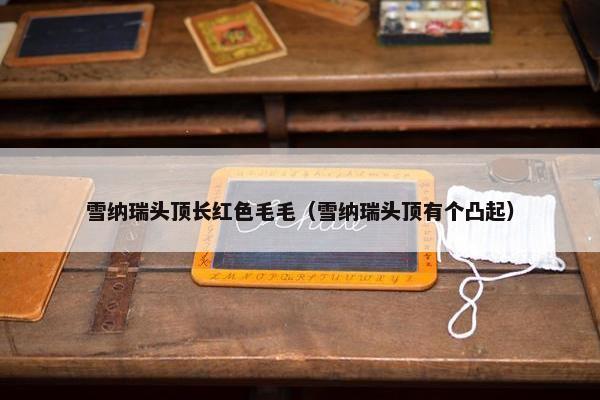 雪纳瑞头顶长红色毛毛（雪纳瑞头顶有个凸起）