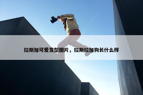拉斯加可爱发型图片，拉斯拉加狗长什么样
