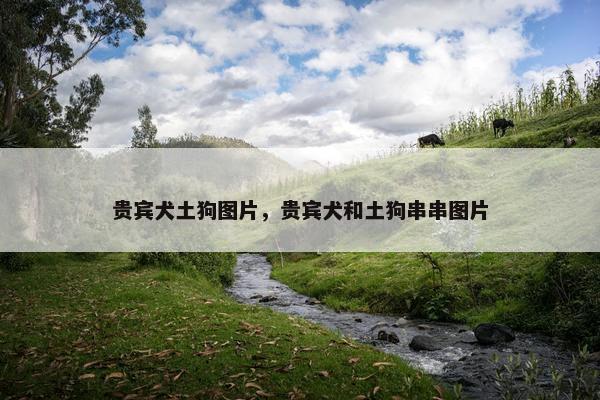 贵宾犬土狗图片，贵宾犬和土狗串串图片