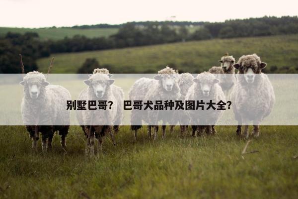 别墅巴哥？ 巴哥犬品种及图片大全？