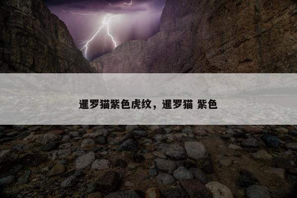 暹罗猫紫色虎纹，暹罗猫 紫色