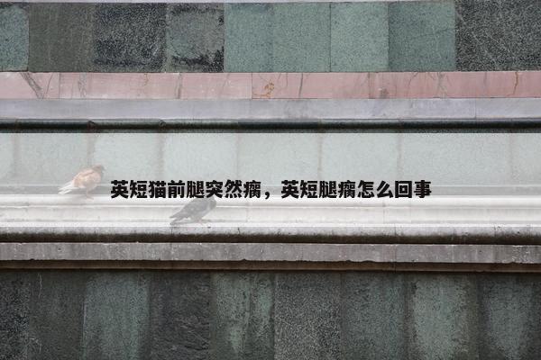 英短猫前腿突然瘸，英短腿瘸怎么回事