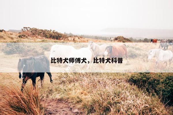 比特犬师傅犬，比特犬科普