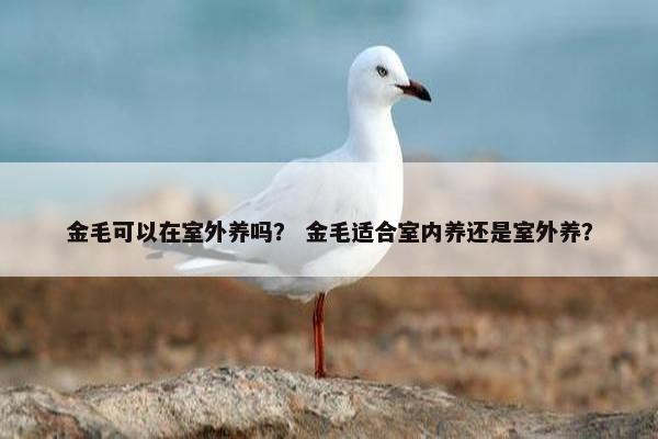金毛可以在室外养吗？ 金毛适合室内养还是室外养？