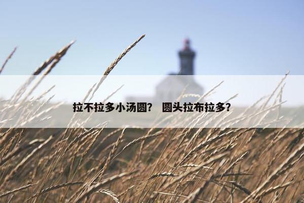 拉不拉多小汤圆？ 圆头拉布拉多？