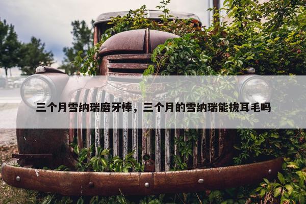 三个月雪纳瑞磨牙棒，三个月的雪纳瑞能拔耳毛吗