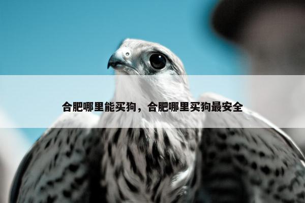 合肥哪里能买狗，合肥哪里买狗最安全