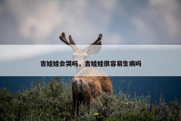 吉娃娃会哭吗，吉娃娃很容易生病吗