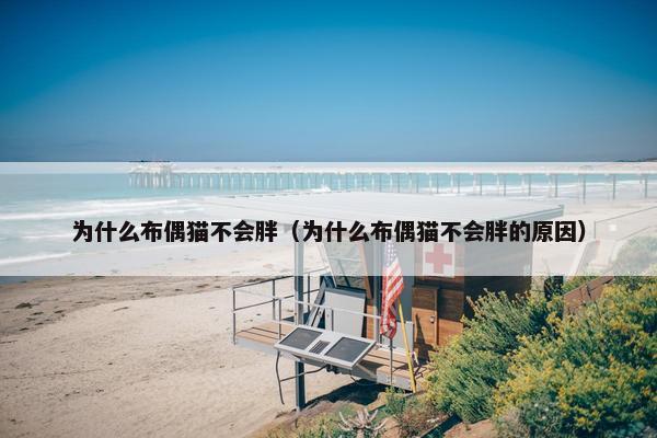 为什么布偶猫不会胖（为什么布偶猫不会胖的原因）