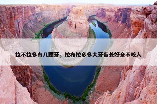 拉不拉多有几颗牙，拉布拉多多大牙齿长好全不咬人