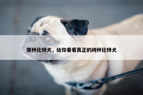 原种比特犬，给你看看真正的纯种比特犬