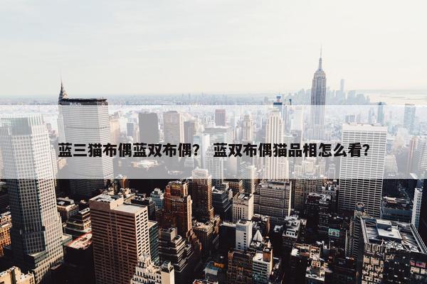 蓝三猫布偶蓝双布偶？ 蓝双布偶猫品相怎么看？