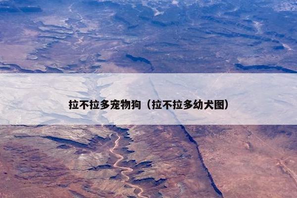 拉不拉多宠物狗（拉不拉多幼犬图）