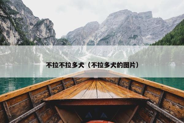 不拉不拉多犬（不拉多犬的图片）