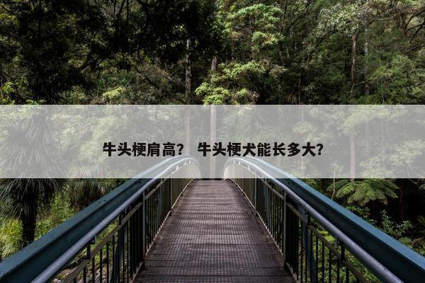 牛头梗肩高？ 牛头梗犬能长多大？