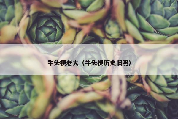 牛头梗老大（牛头梗历史旧照）