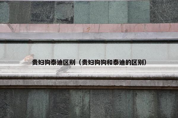 贵妇狗泰迪区别（贵妇狗狗和泰迪的区别）