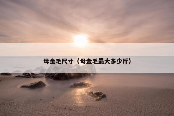 母金毛尺寸（母金毛最大多少斤）