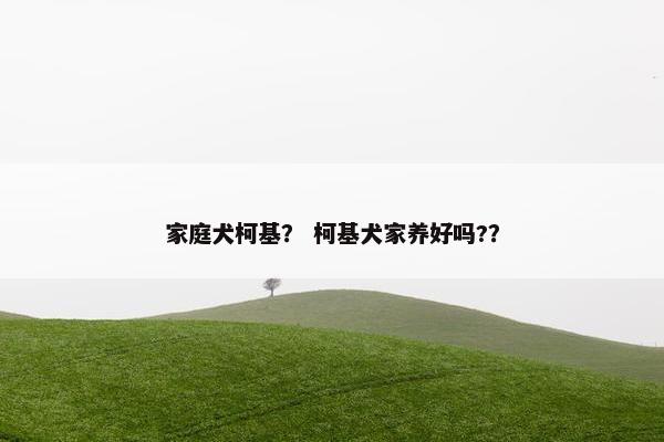 家庭犬柯基？ 柯基犬家养好吗?？