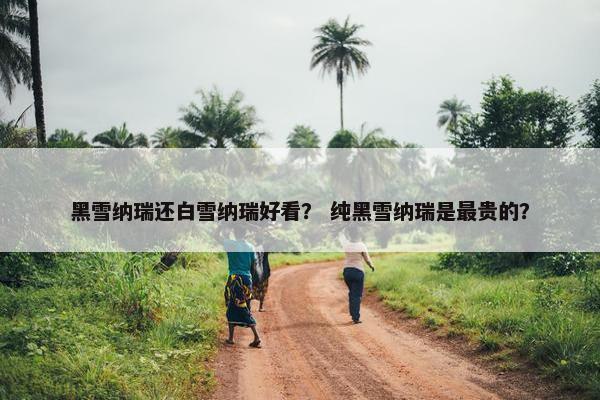 黑雪纳瑞还白雪纳瑞好看？ 纯黑雪纳瑞是最贵的？