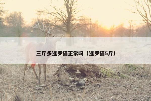 三斤多暹罗猫正常吗（暹罗猫5斤）